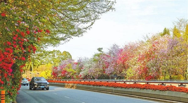 在南海大道深圳大学立德门段,道路两旁红的簕杜鹃,粉的紫荆花绚丽绽放