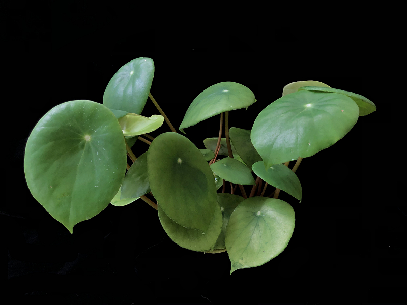 6-盾叶秋海棠Begonia peltatifolia.tif.jpg