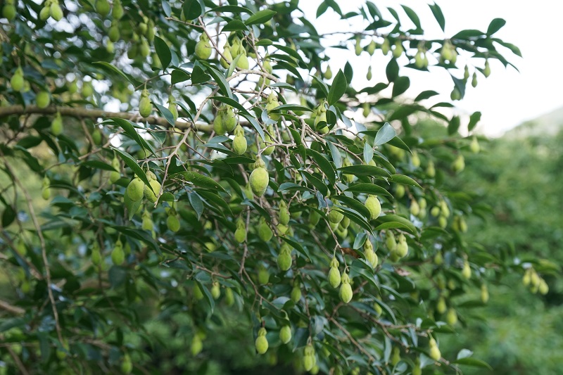7-土沉香 Aquilaria sinensis.JPG