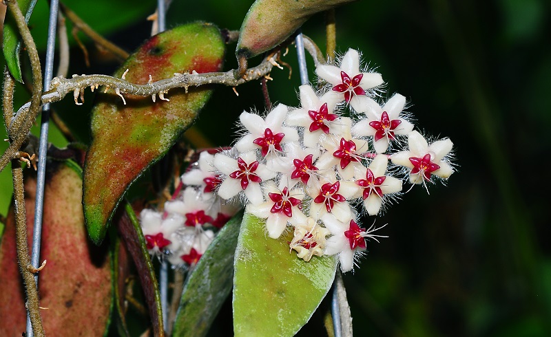 9-鞭花球兰(Hoya flagellata).jpg