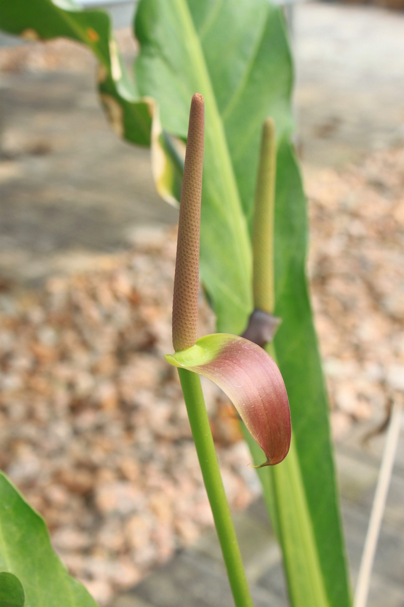 13-花烛（Anthurium sp.）.jpg
