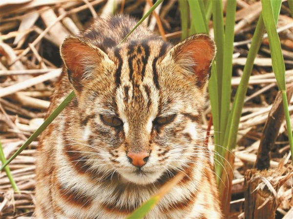 豹猫安家华侨城湿地公园