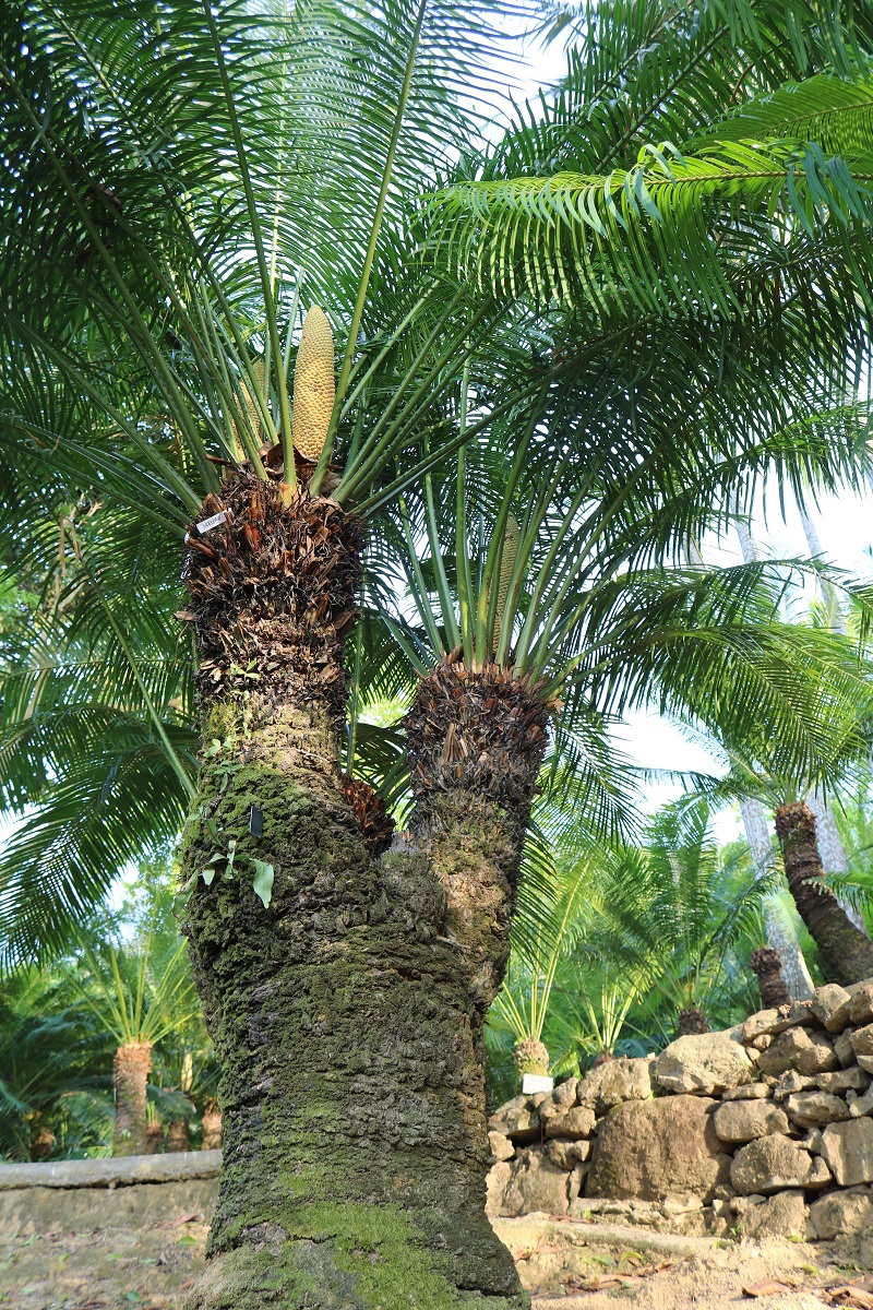 １-仙湖苏铁 Cycas szechuanensis.jpg