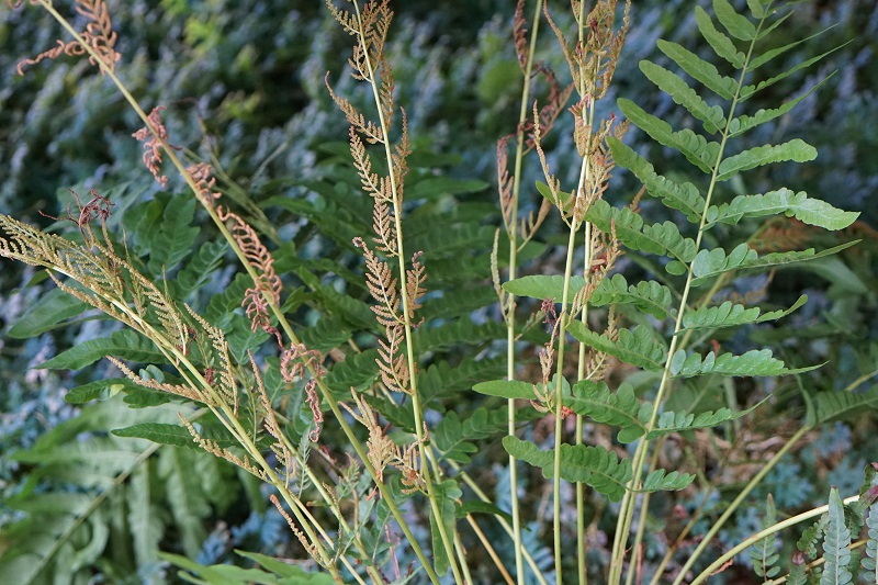 2-粤紫萁（Osmunda mildei）.jpg