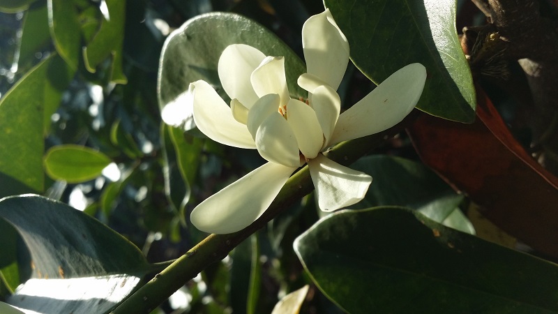 3-世植含笑(Michelia 'IBC2017').jpg