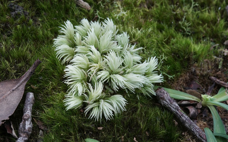 4-爪哇白发藓（ Leucobryum javense）.jpg