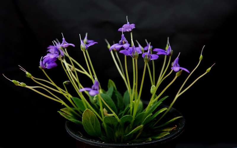 5-兴义石蝴蝶Petrocosmea xingyiensis-Zhijing Qiu.jpg