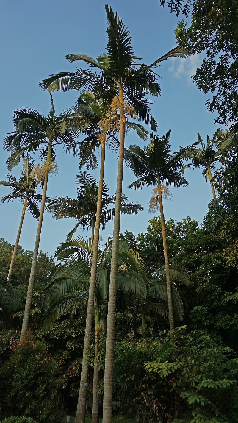 8-假槟榔(Archontophoenix alexandrae).JPG