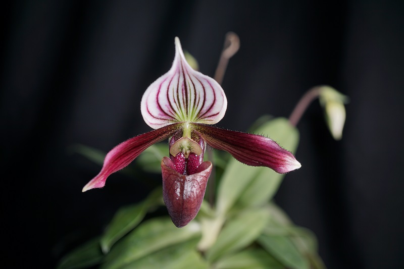 10-紫纹兜兰（ Paphiopedilum purpuratum）.jpg