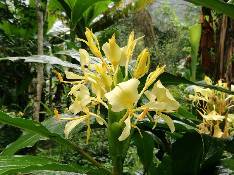 12-黄姜花（Hedychium flavum).jpg