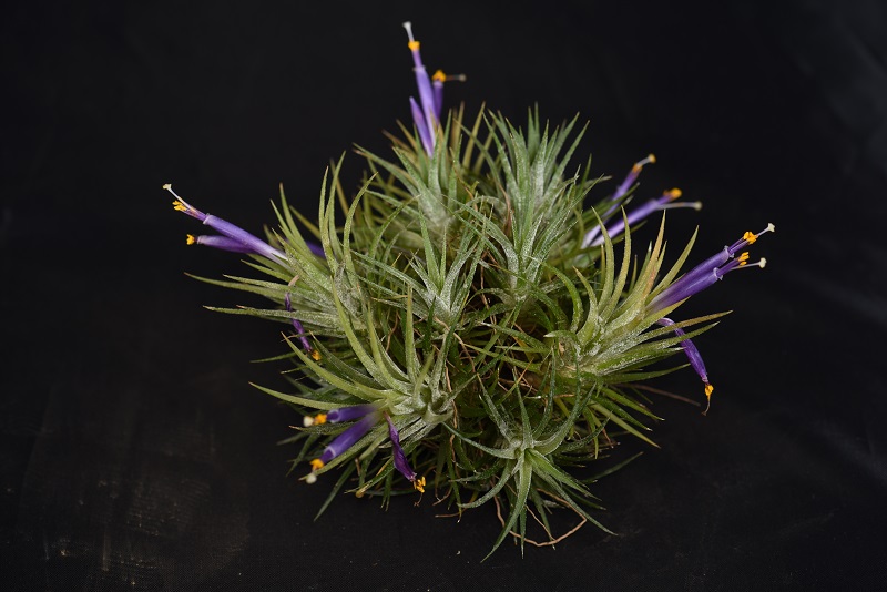 14-空气凤梨（Tillandsia sp.）.jpg