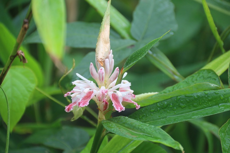 16药用植物-益智(Alpinia oxyphylla).jpg