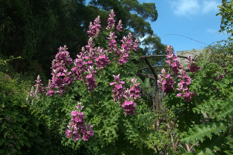 17非洲植物保育－春毛老鼠簕 （Acanthus polystachyus）.jpg
