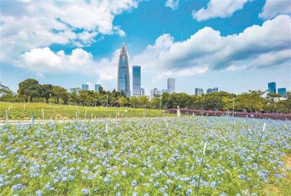 羊城晚报1.jpg
