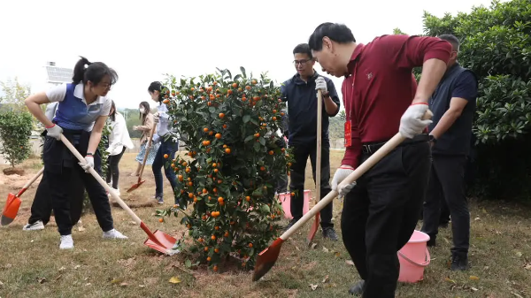 年花年桔可利用，回植处理绿意浓 ——2023年深圳市年花年桔回植活动顺利开展