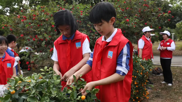 年花年桔可利用，回植处理绿意浓 ——2023年深圳市年花年桔回植活动顺利开展