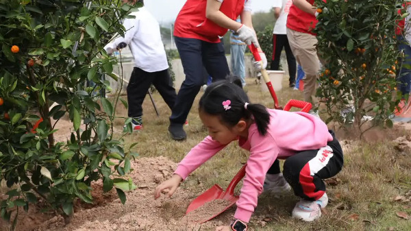 年花年桔可利用,回植处理绿意浓 ——2023年深圳市年花年桔回植活动顺利开展