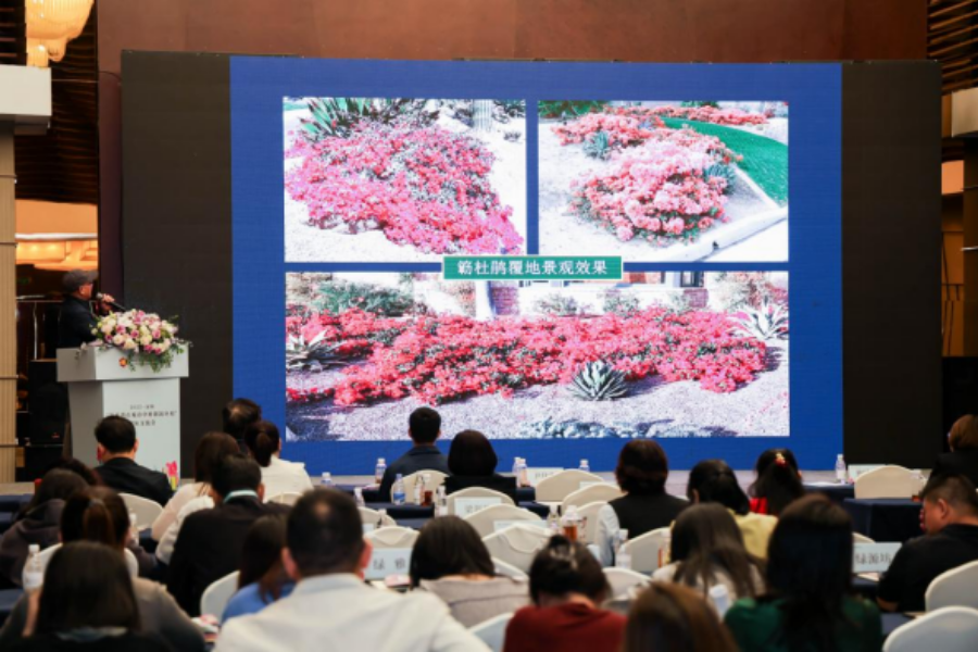 2025·深圳“簕杜鹃在城市中的创新应用”国际交流会圆满落幕