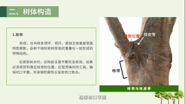 绿化怎么修剪