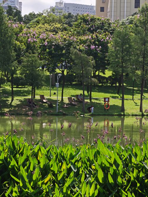 中心公园夏日湖景1.jpg